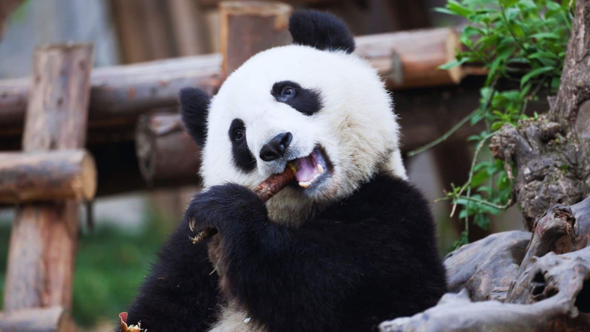Visitar los pandas en Chengdu