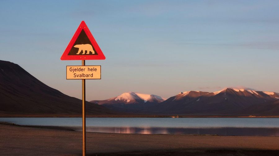 Svalbard, terra de l'Òs Polar