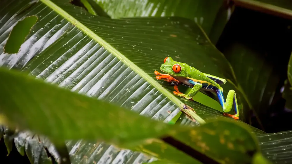 Costa Rica