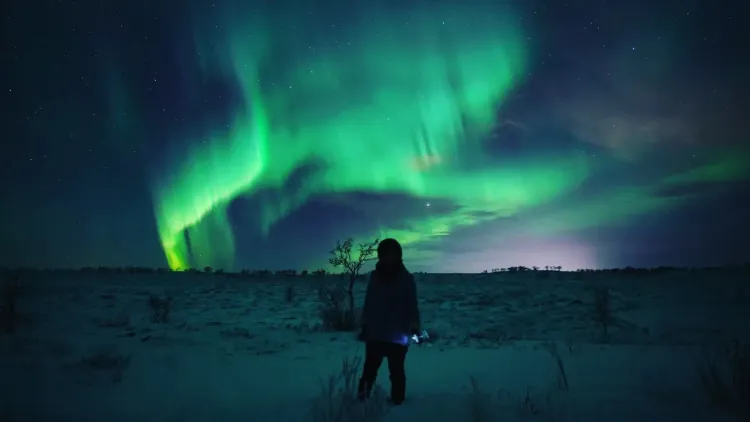 Auroras y Ballenas en Alta: Año Nuevo en el Ártico
