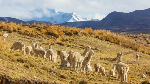 De los Andes al Amazonas