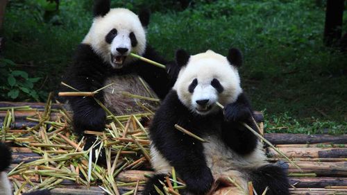 Impressions de la Xina amb Chengdu