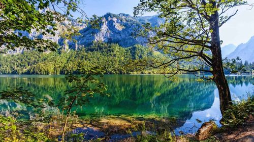 Oferta TOP: El Cor d'Àustria