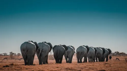 Safaris y Fauna Salvaje