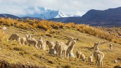 De los Andes al Amazonas