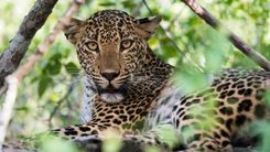 Sri Lanka - Salida Especial en Agosto